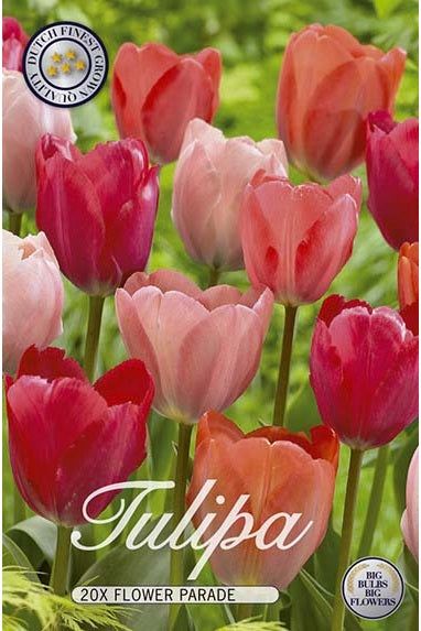 Tulip Flower Parade 15-pakning